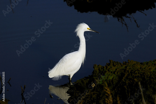 Snowy Egret (Egretta thula)