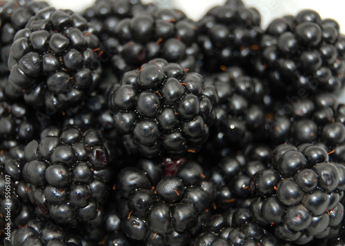 close up of isolated organic blackberries