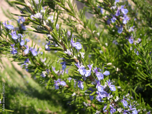 flowering rosemary