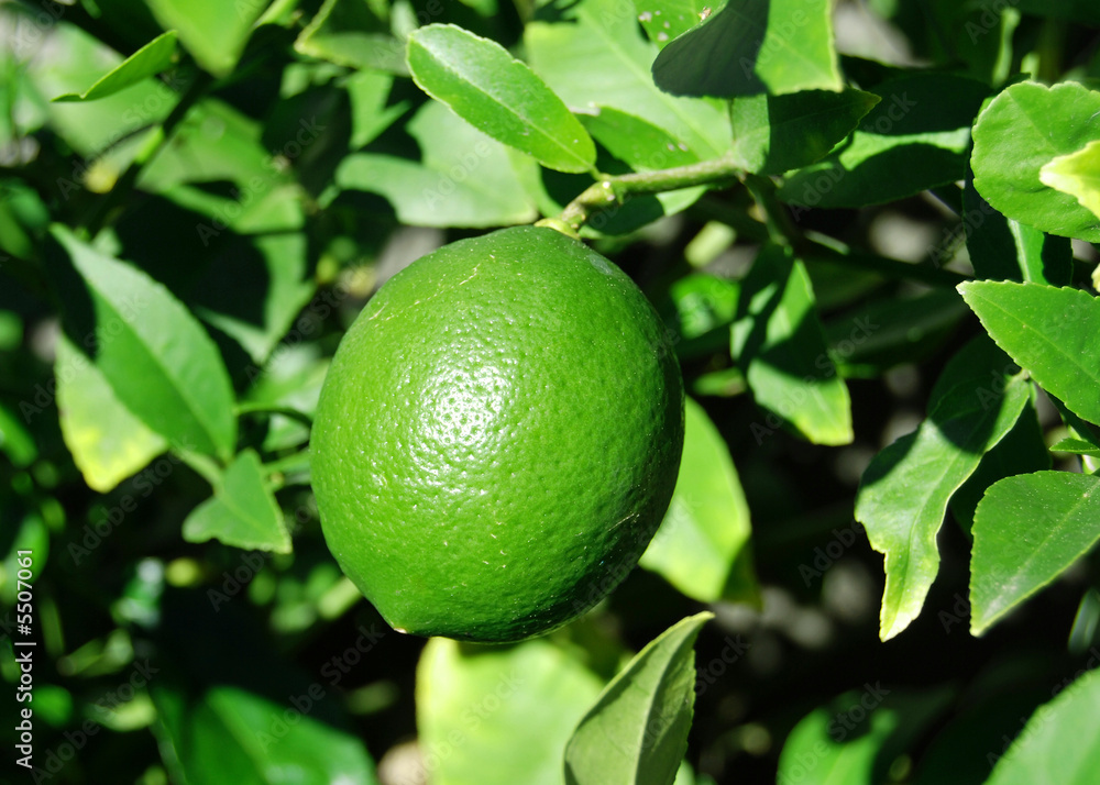 a lime still growing on the tree.