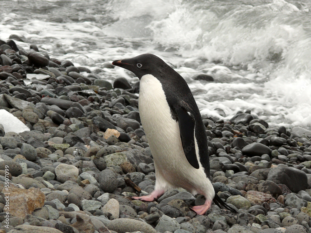 Fototapeta premium adelie penguin in antarctica