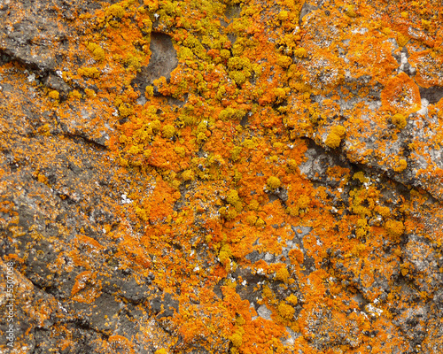 yellow and orange lichen growing on a rock in antarctica