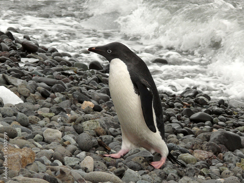 adelie penguin in antarctica