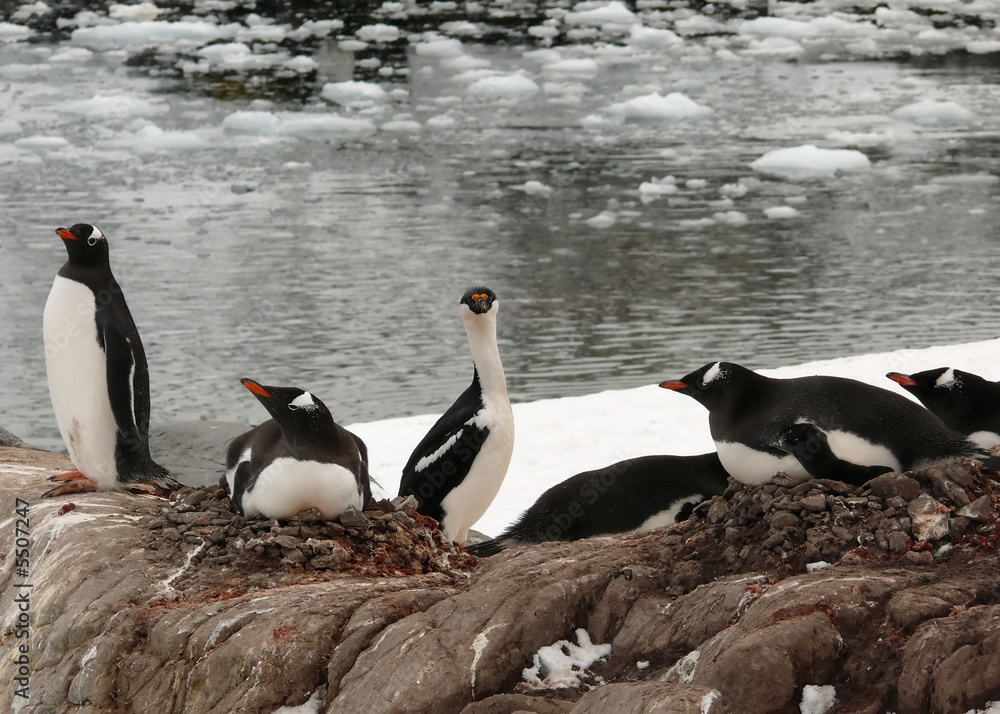 Naklejka premium blue eyed shag and gentoo penguins in antarctica.