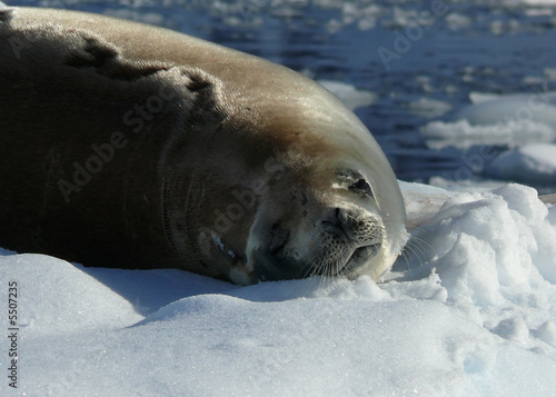 a crabeater seal resting on an iceberg in antarctica.