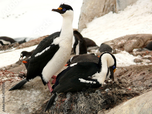 pair of blue-eyed shags nesting in antarctica