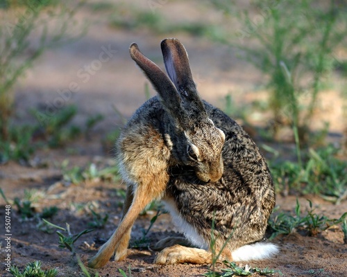 Scrub Hare (Lepus saxatilis)