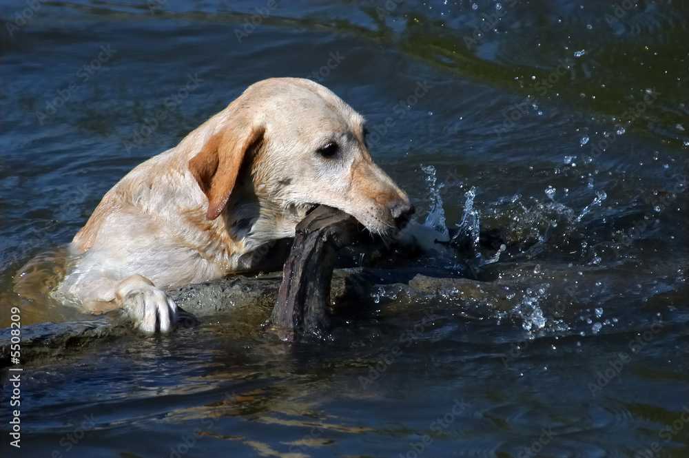 Happy yellow labrador dog swimming in the water Happy yellow labrador dog swimming in the water