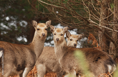 Curious Trio