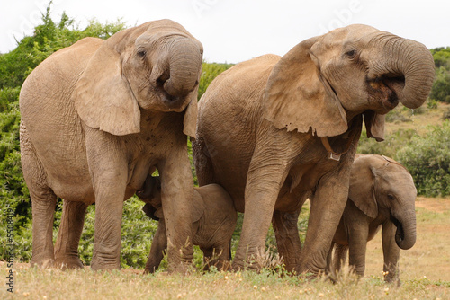 African Elephant family group (loxodonta africana)