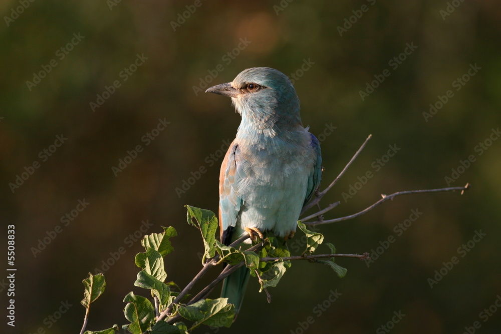 Fototapeta premium European Roller (coracias garrulus,)