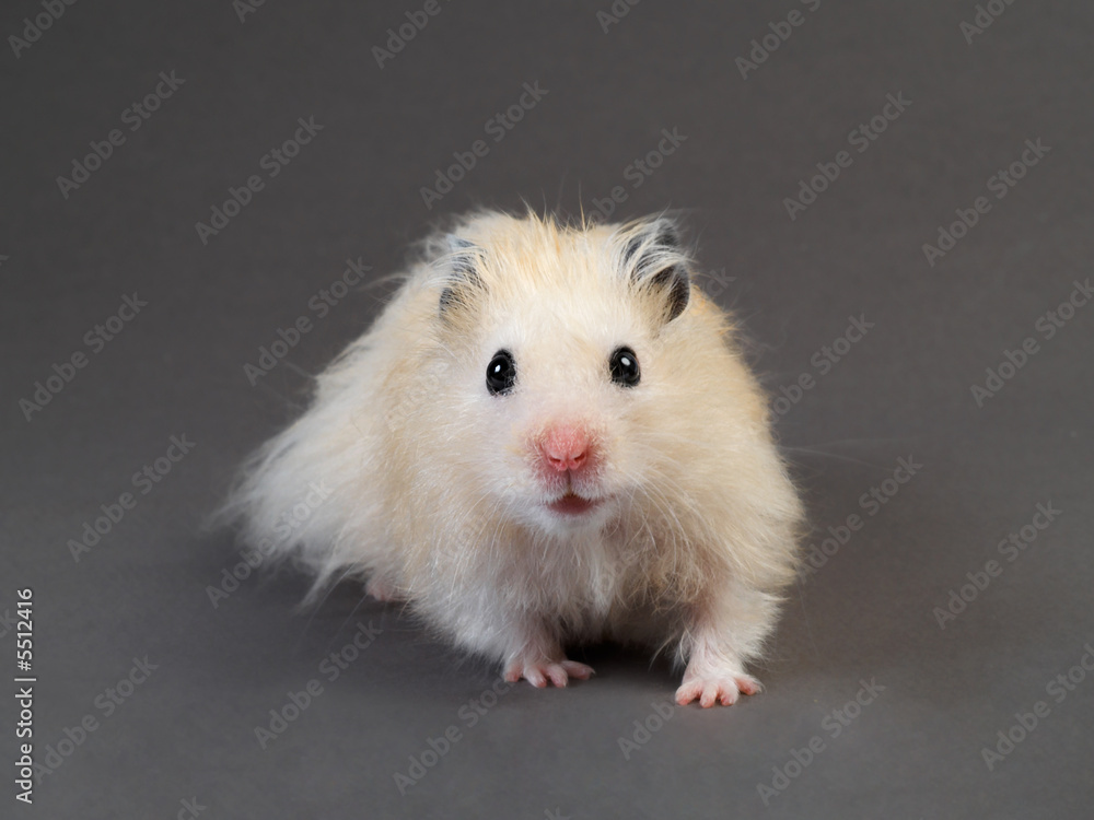 Fluffy hamster on grey background