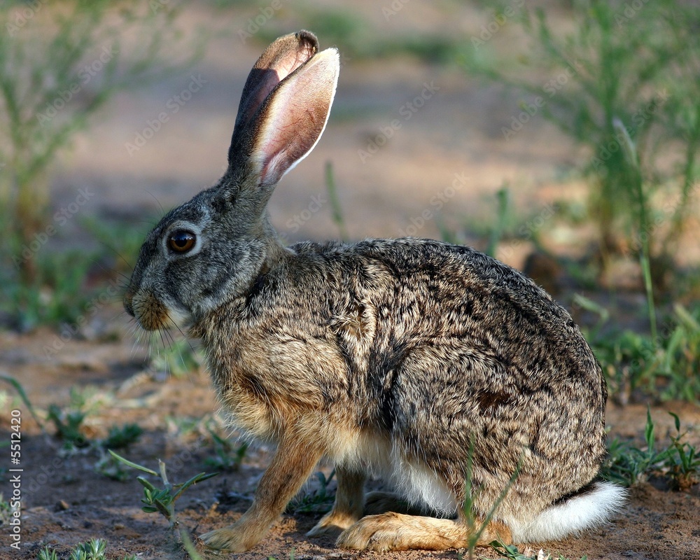 Fototapeta premium Scrub Hare (Lepus saxatilis)
