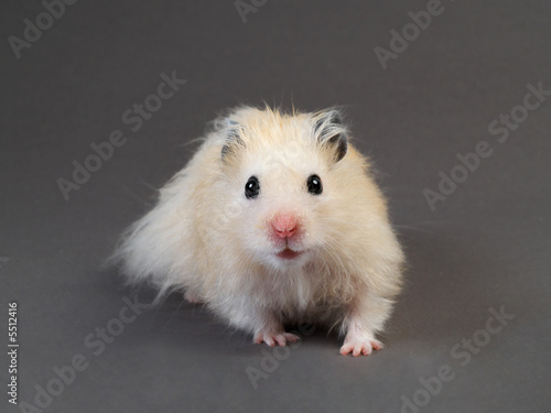 Принти на полотні Fluffy hamster on grey background