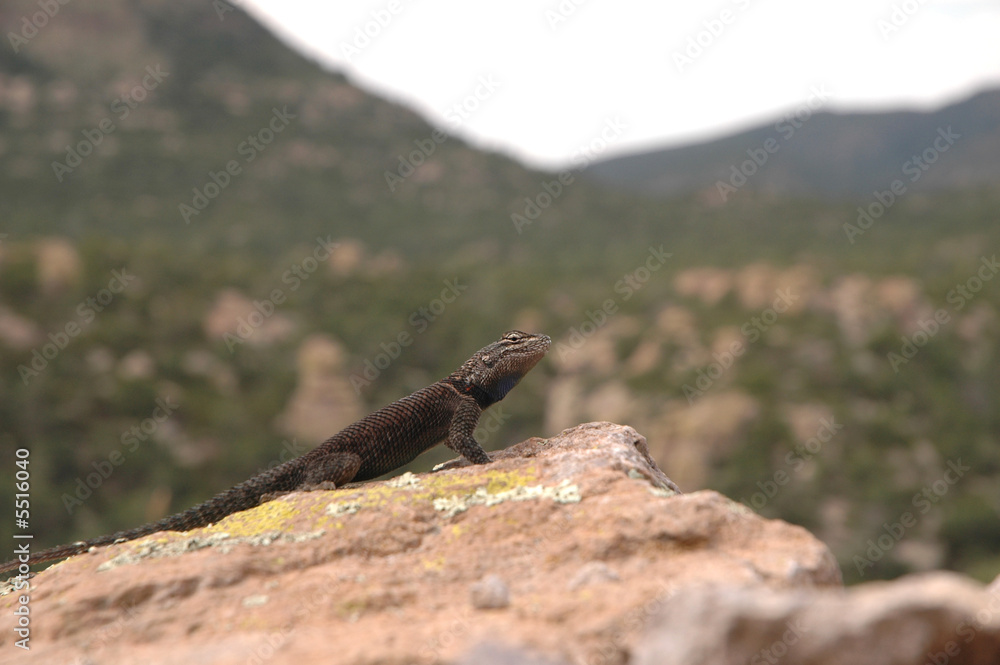 Naklejka premium A dark colored spiny lizard from the high elevations 