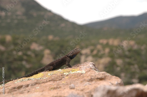 A dark colored spiny lizard from the high elevations  © Rusty Dodson