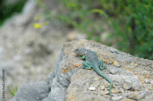 An eastern collard lizard basking on a rock. © Rusty Dodson