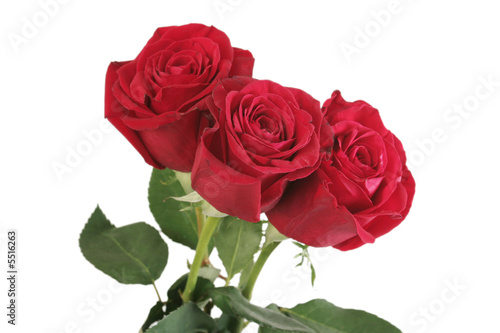 Three beautiful red roses lay on a white background