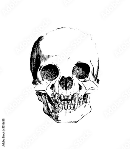 skull