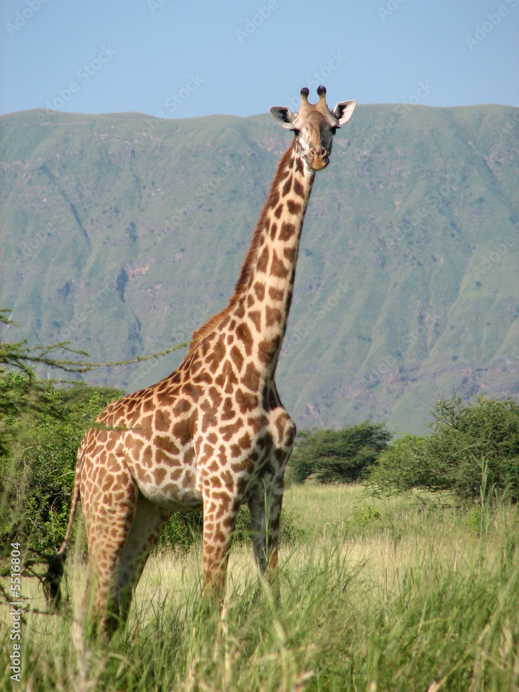 Obraz premium Giraffa