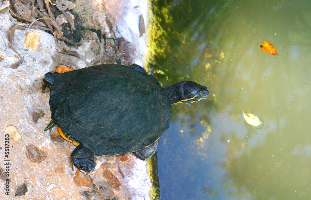 Obraz premium A turtle going into the water