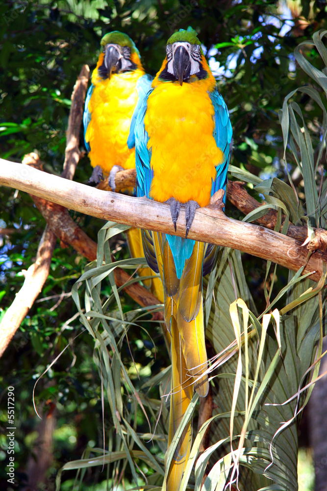 Obraz premium Parrots