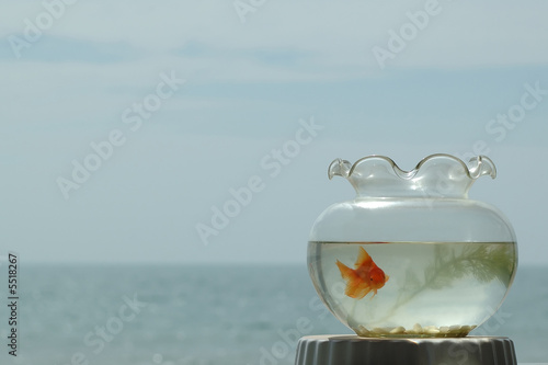 gold fish in fishtank with sea in background © Midkhat Izmaylov
