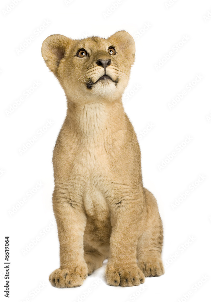 Fototapeta premium Lion Cub (5 months)