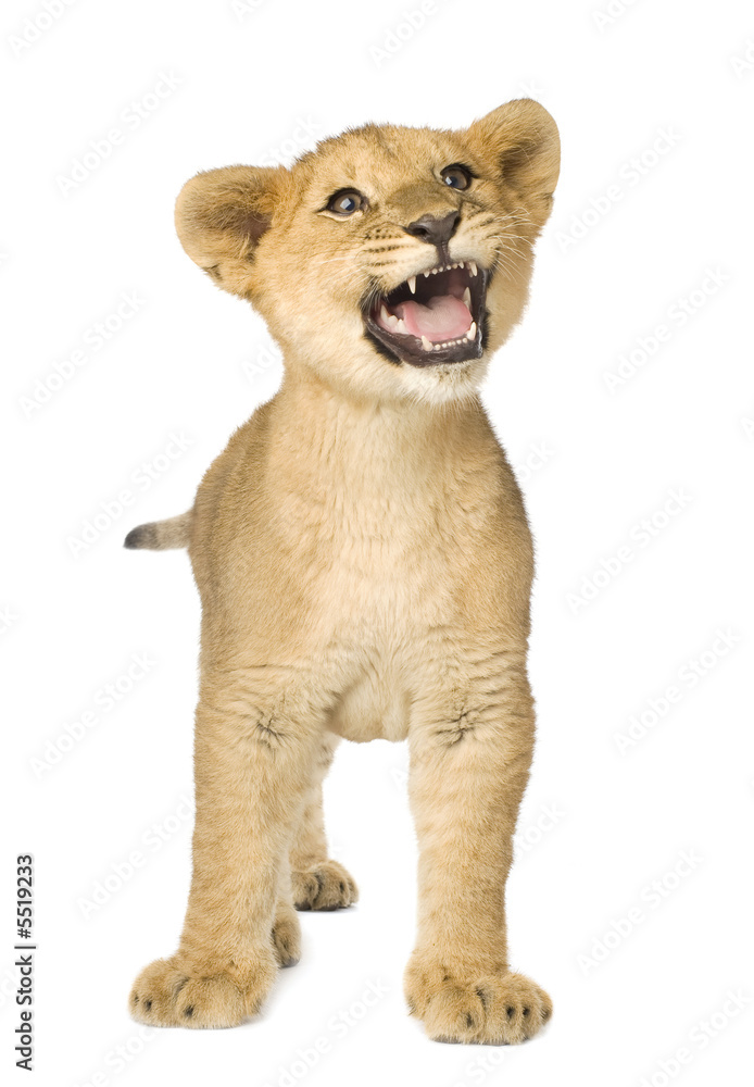 Fototapeta premium Lion Cub (5 months)