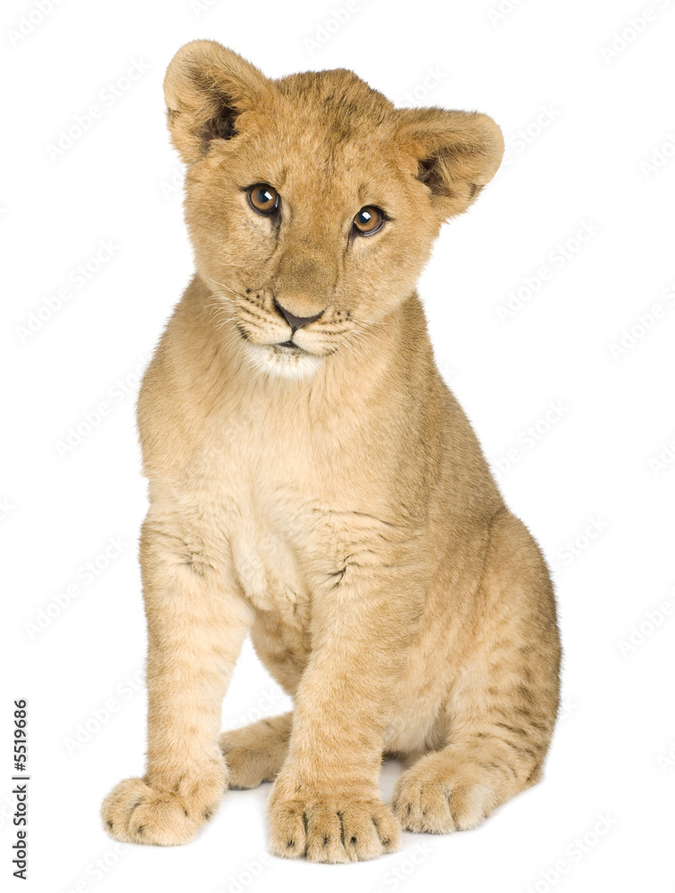 Lion Cub (5 months) Lion Cub (5 months)