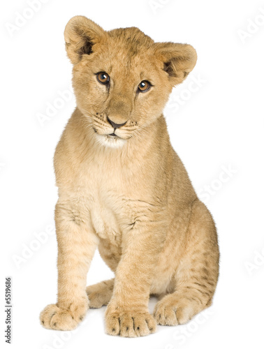Wallpaper Mural Lion Cub (5 months) Torontodigital.ca