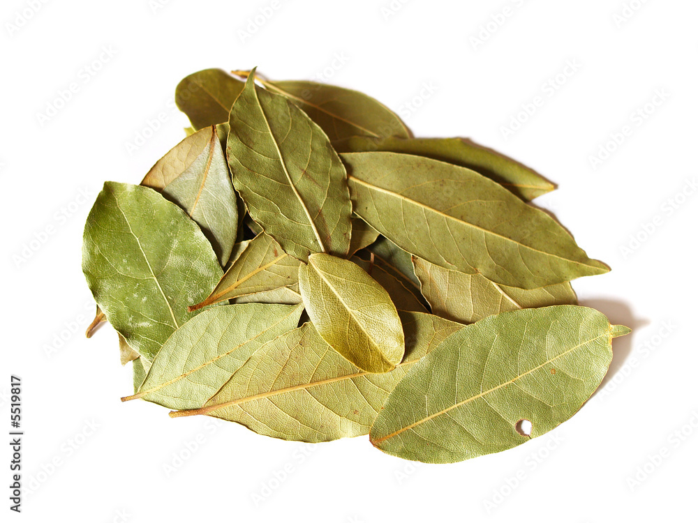 macro bay leaves spice for cooking isolated on a white
