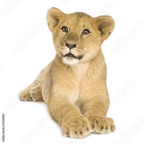 Lion Cub  5 months 