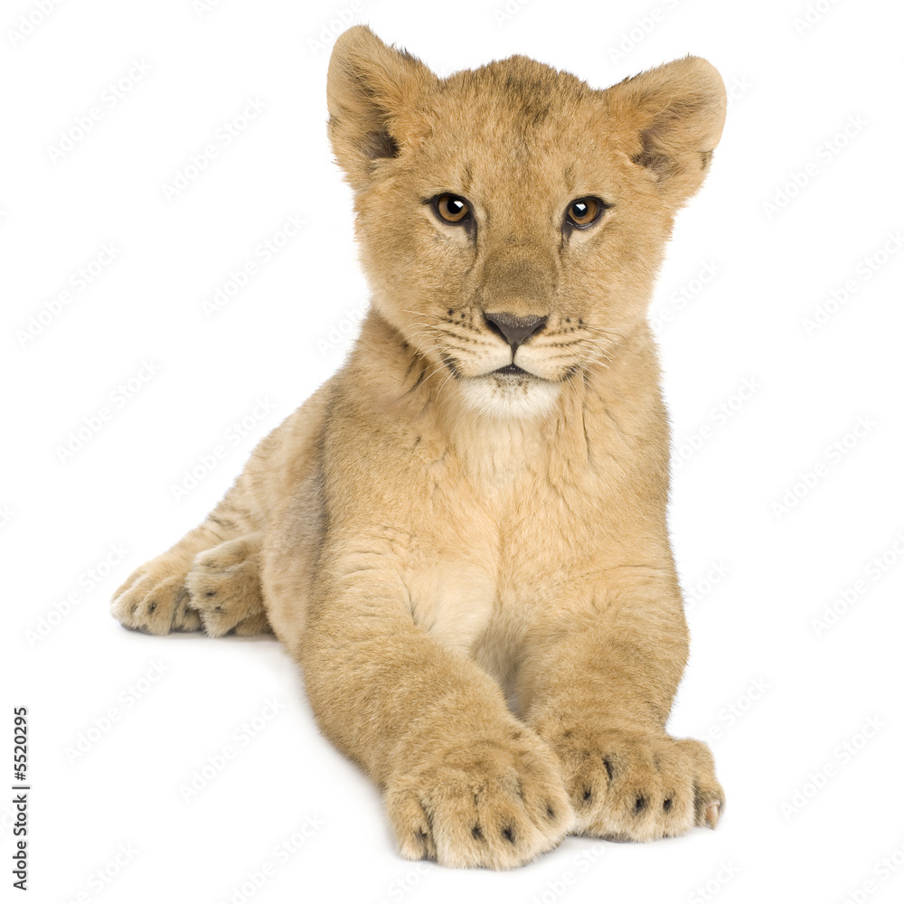 Lion Cub (5 months)