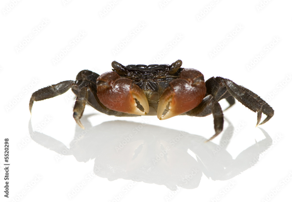 red-clawed crab - Perisesarma bidens