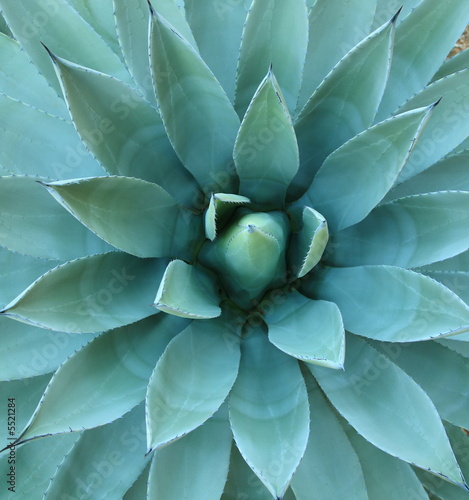 Agave Plant