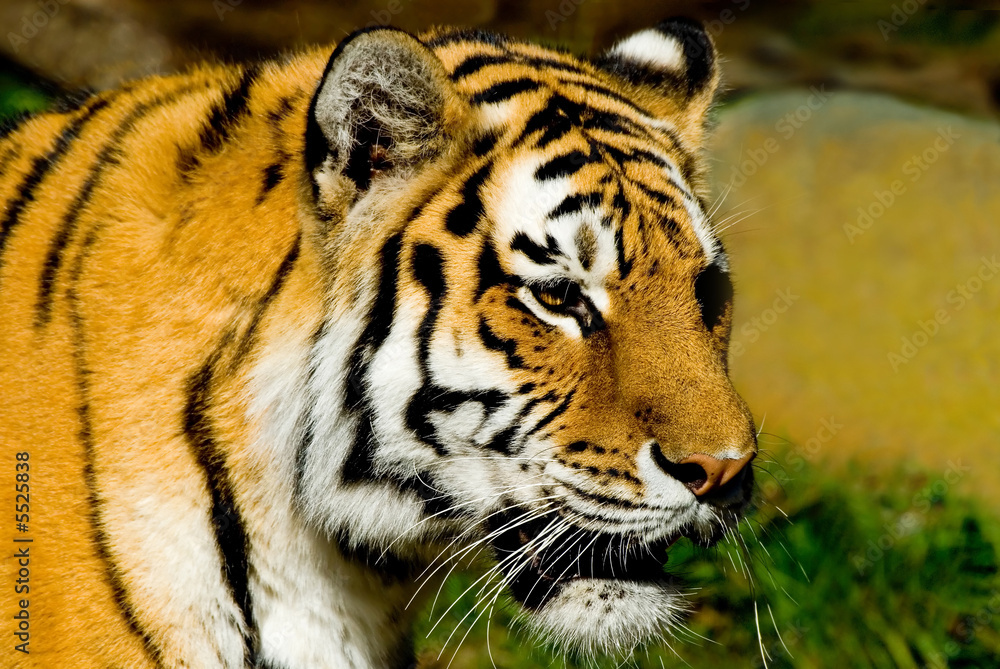 Fototapeta premium Siberian Tiger