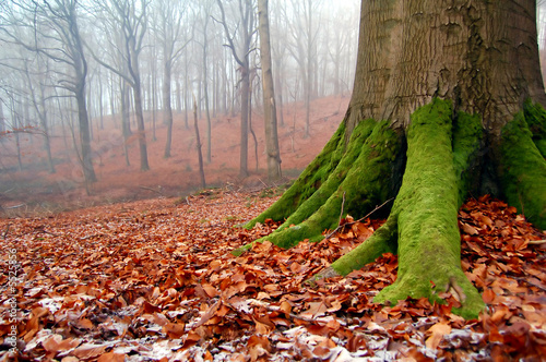 Souche d'arbre recouverte de mousse 