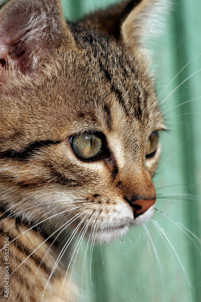  Home cat in the garden