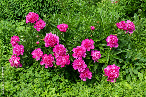 Smart bush of peonies in the hot summer 