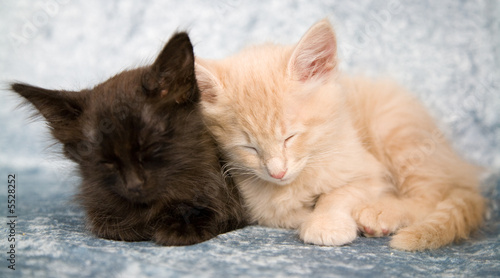 Sweet little red and black kitten sleeping