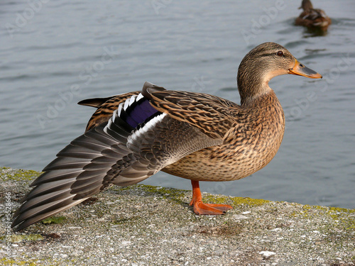 Gestreckter Flügel photo