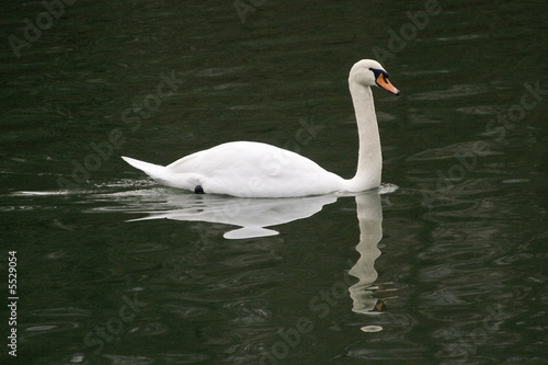 Cygne blanc nageant sur l'eau