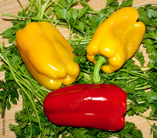 Two yellow and one red pepper on branches of a parsley 