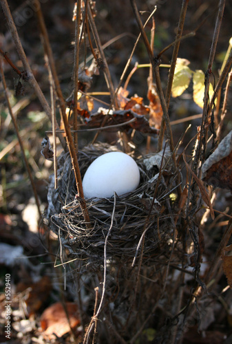 Large white egg in a small jack 