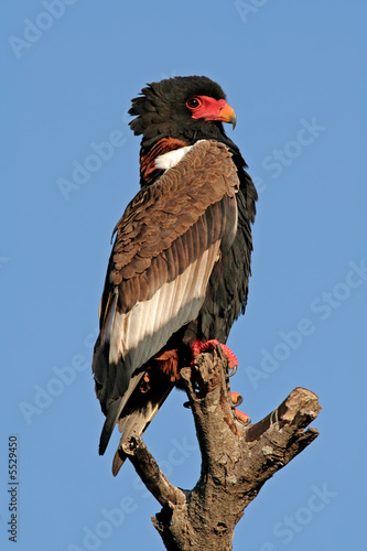 Bateleur  Kruger National Park  South Africa