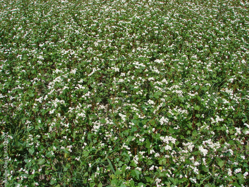 buckwheat field in white blossoming close-up background buckwheat field in white blossoming close-up background