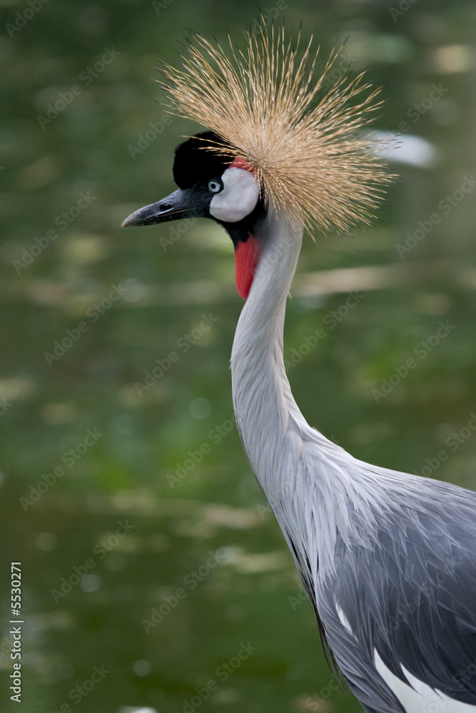 Obraz premium victoria crowned crane