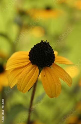 black sunflower