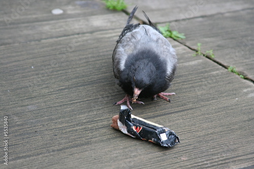 Schilderij op canvas Bird